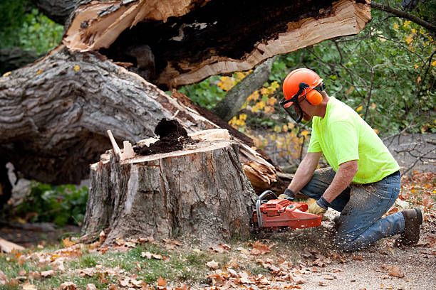 Best Residential Tree Removal  in Dogtown, CA